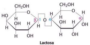 lactosa